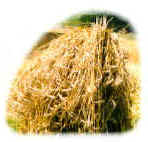 Getreide alleine.jpg (18121 Byte)